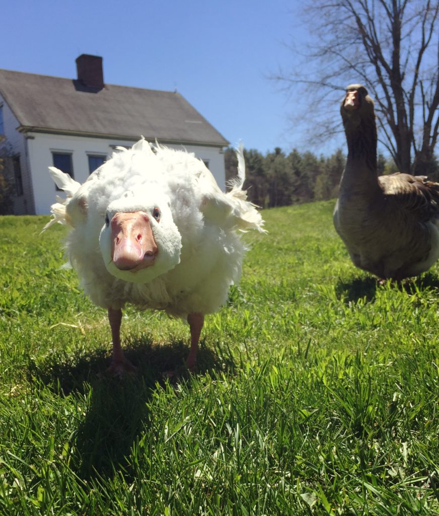 Why geese are good guard animals | Hello Homestead