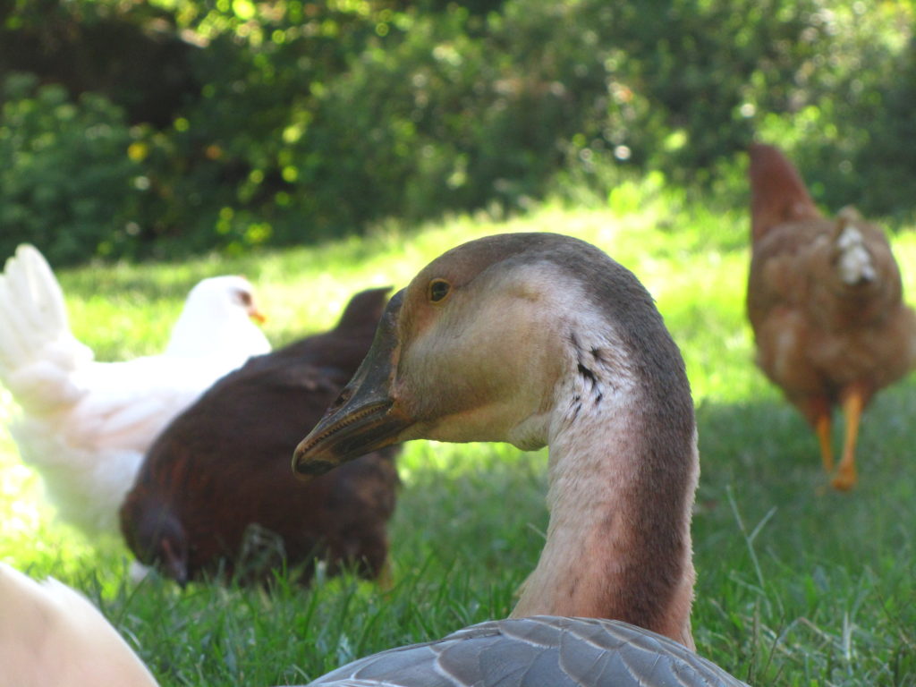 Homesteader's Guide to Chinese Geese