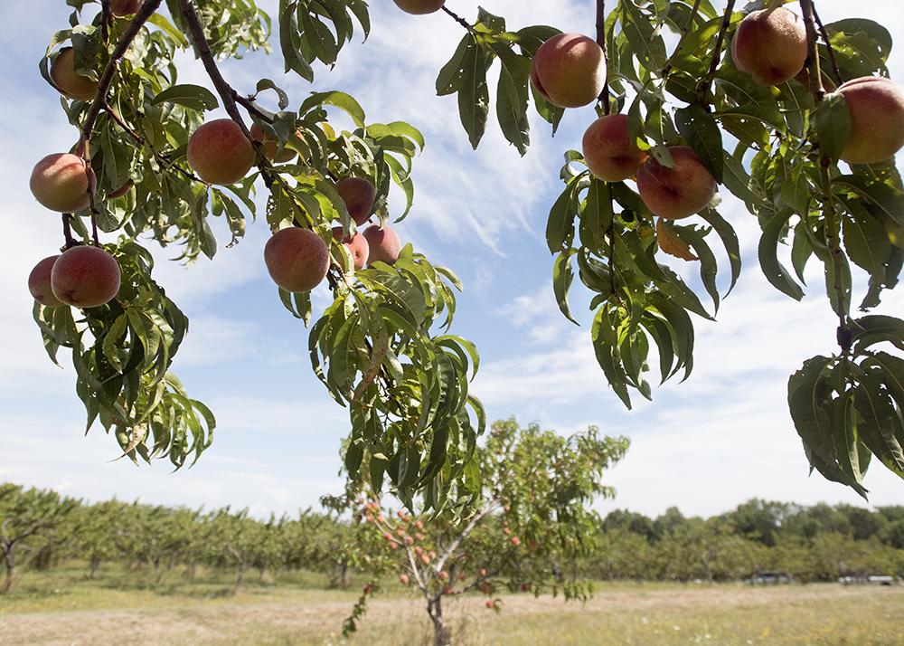 How to pick a fruit tree for your yard