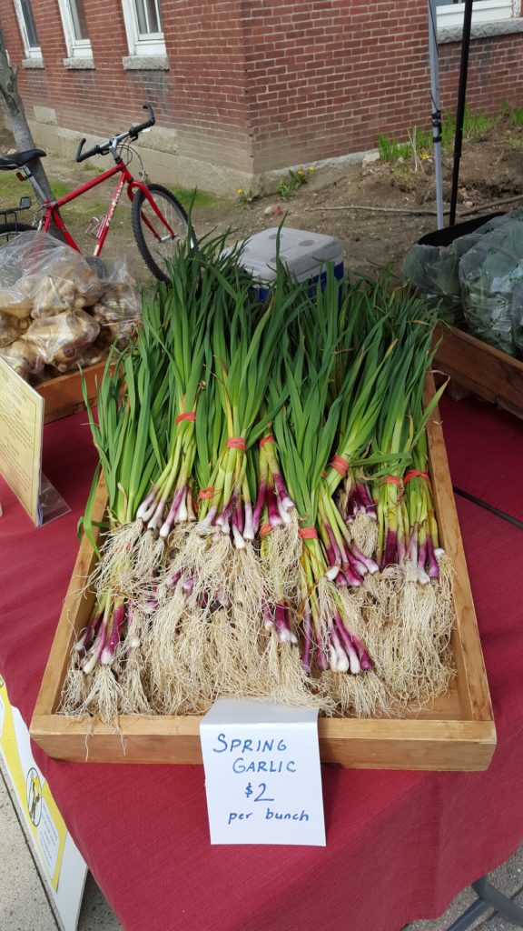 Planting Garlic In Spring