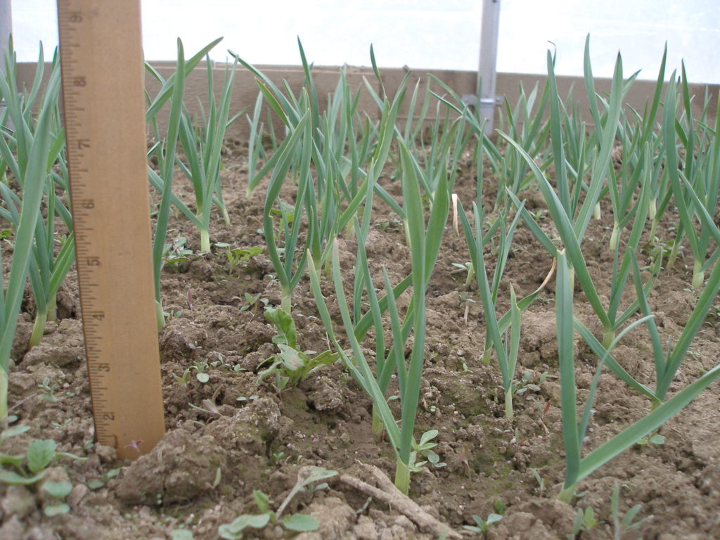 How to plant garlic in the spring