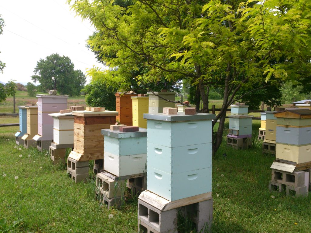 game township apiary