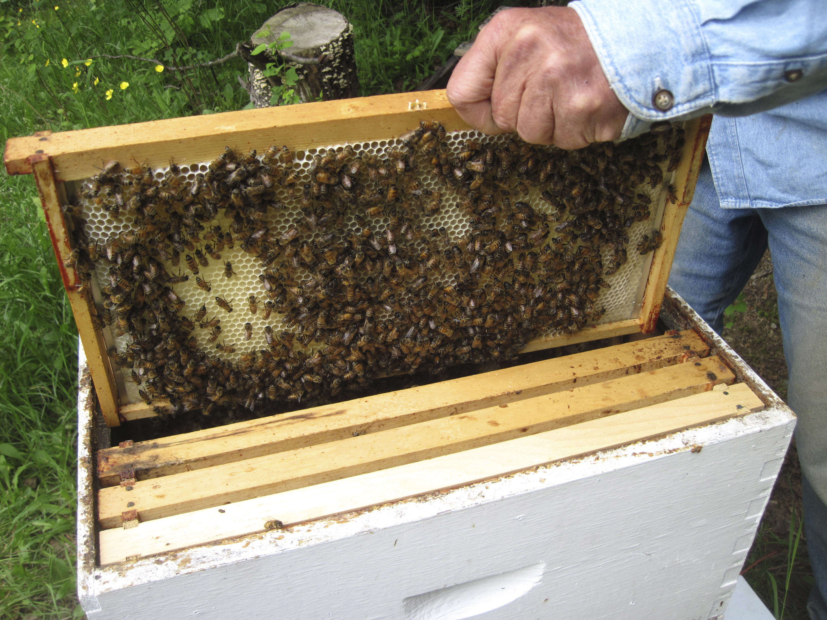 Here are several types of beehives to consider | Hello Homestead