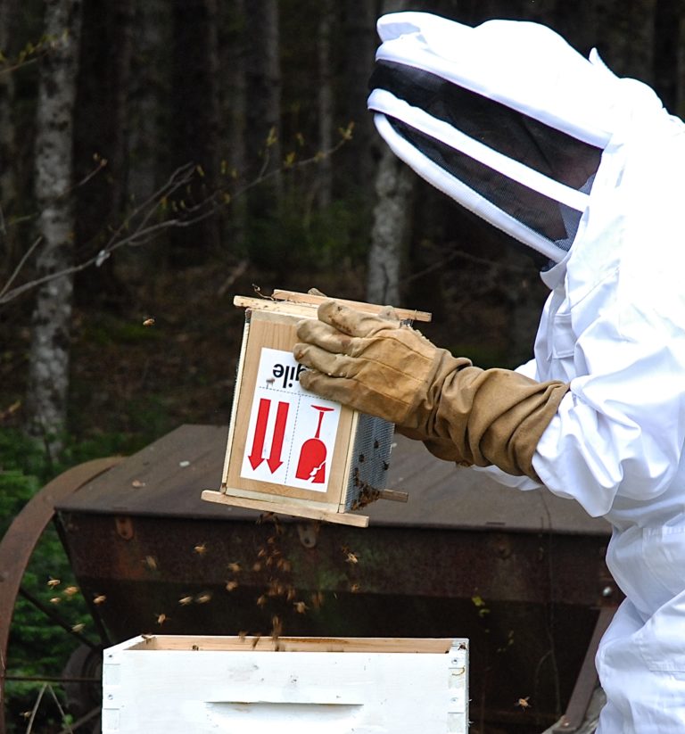 Before the bee packets arrive, prepare for your beehive | Hello Homestead