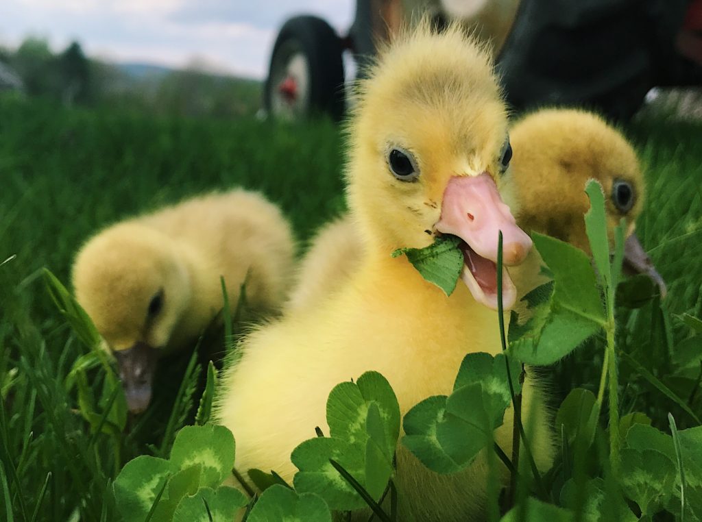 How waterfowl can help your homestead | Hello Homestead