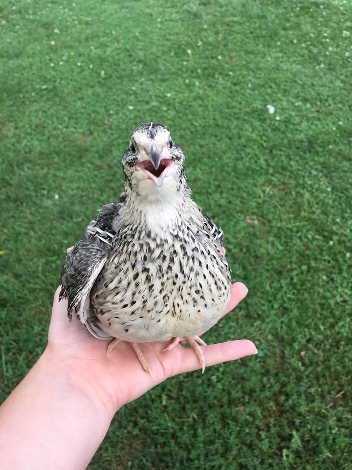 A guide to types of quail | Hello Homestead