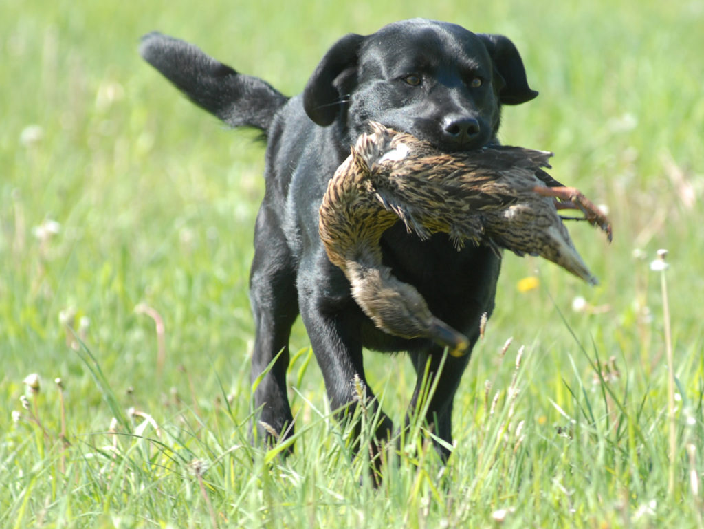 GUNS UP 4 LCO How to get started with bird hunting