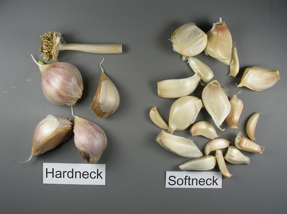 A guide to the different types of garlic | Hello Homestead