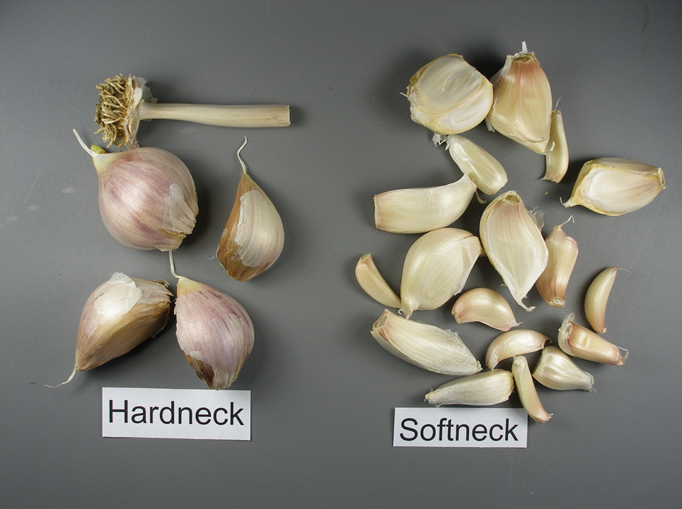 The Difference Between Hardneck and Softneck Garlic + Top 12