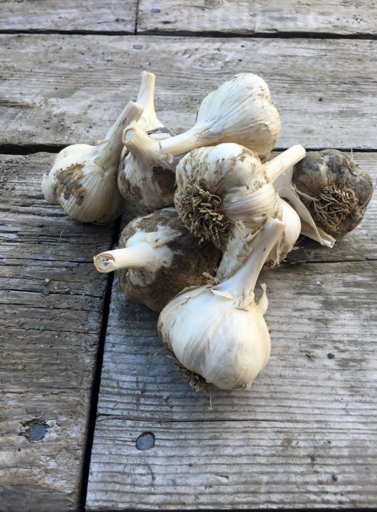 A guide to the different types of garlic