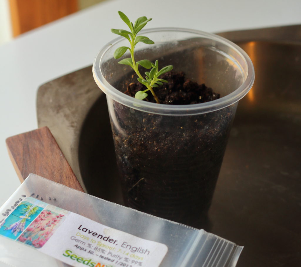 sprouting lavender seedlings