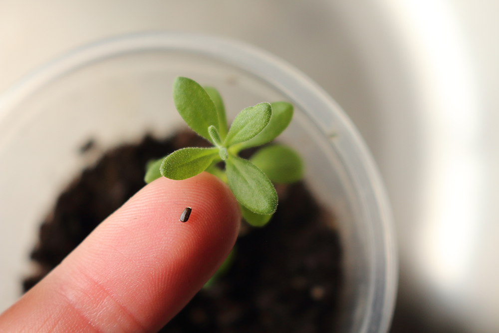 lavender seedlings