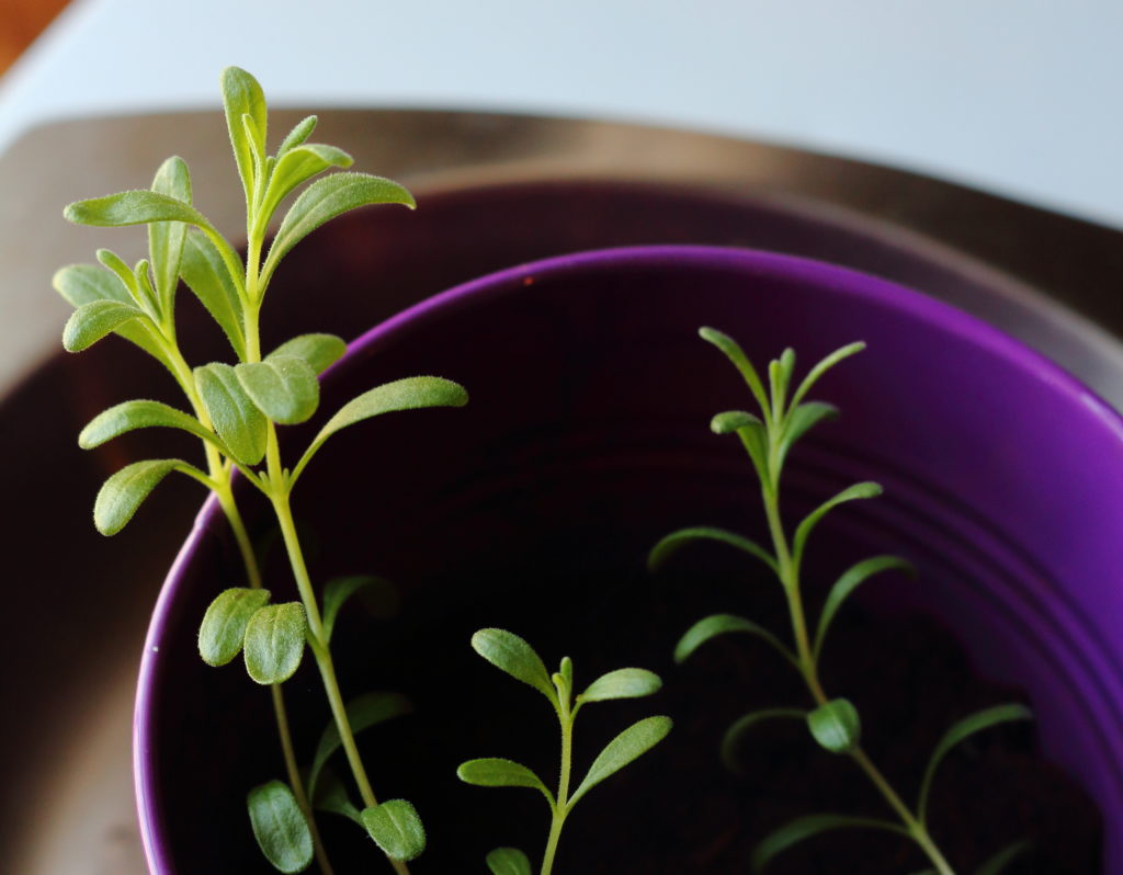 lavender seedlings in bulk