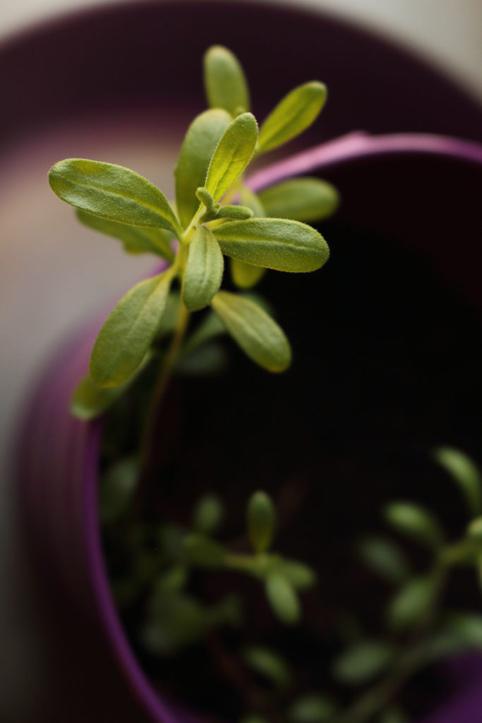 lavender seedlings growing