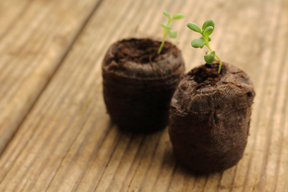 lavender seedlings