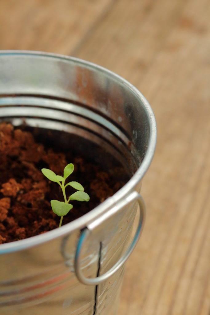 sprouting lavender seedlings