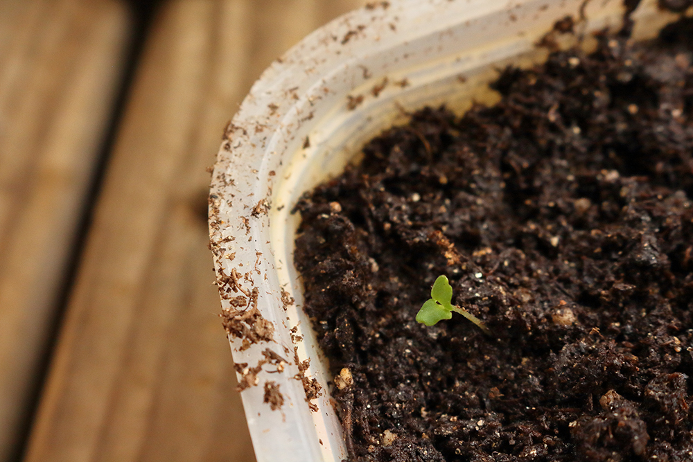 lavender seedlings growing