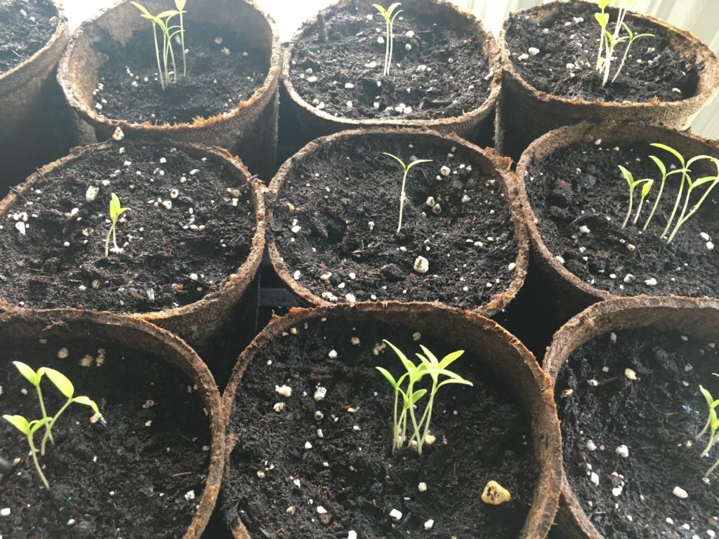 thin dill seedlings