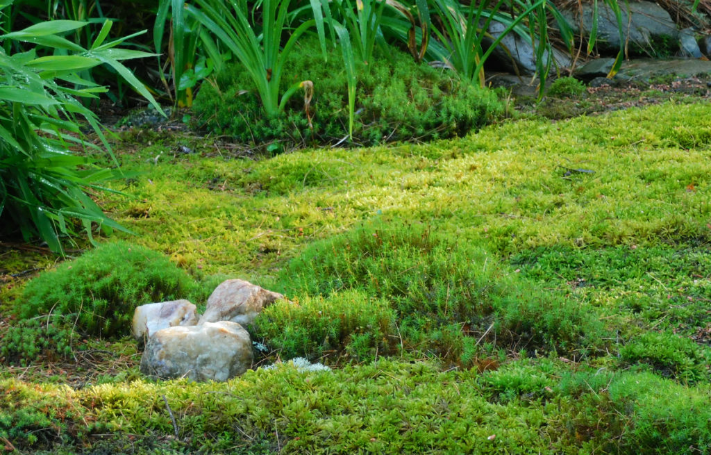 Did a little foraging behind my house for some moss. Is there anything  special I should do before fully submerging them? : r/PlantedTank