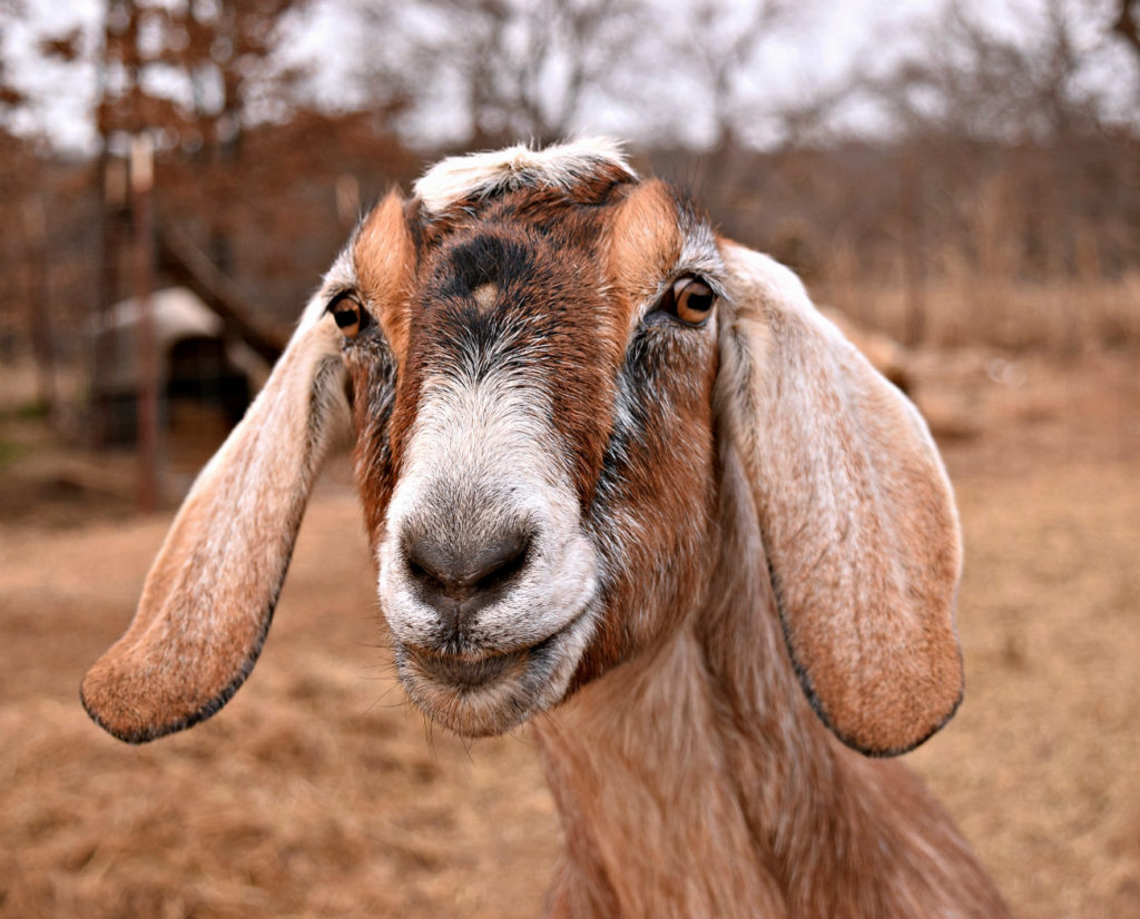 How Your Goats Needs Change With The Seasons Hello Homestead