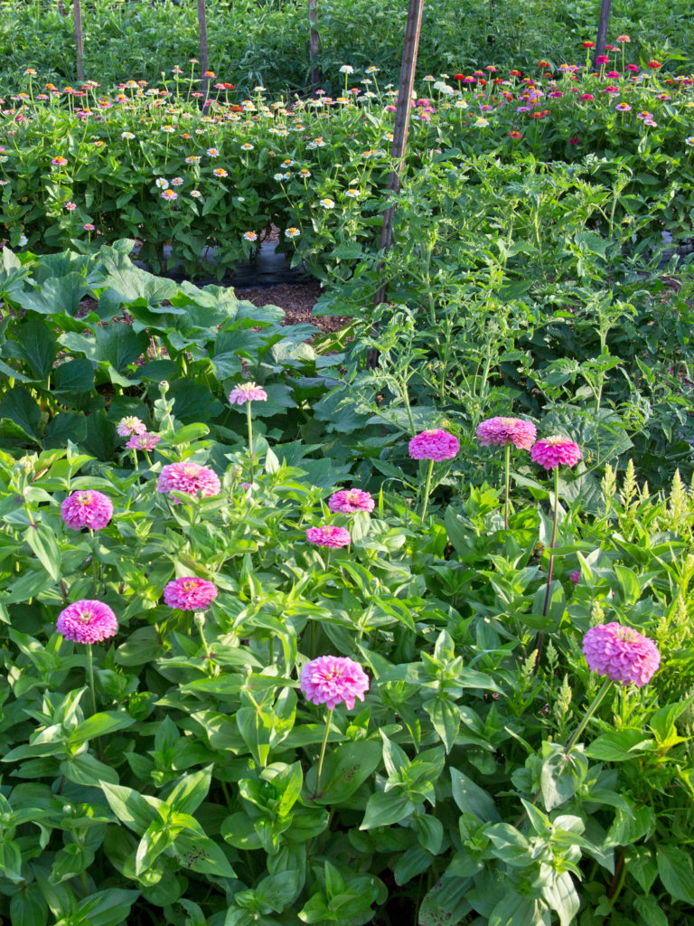 Why you should plant flowers in your vegetable garden ...