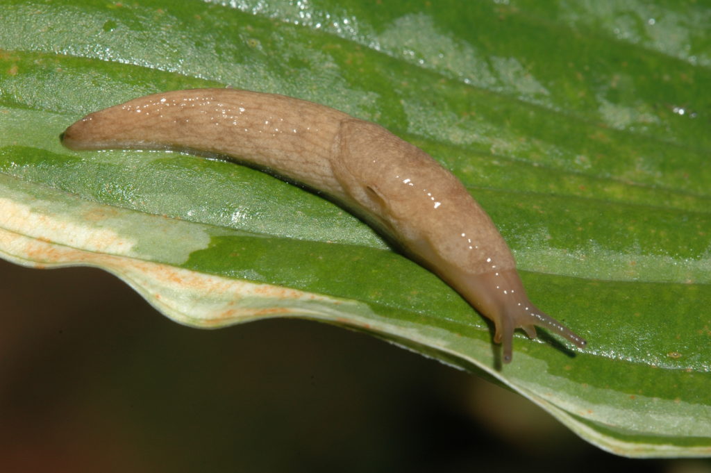 Slugs In Living Room At Night