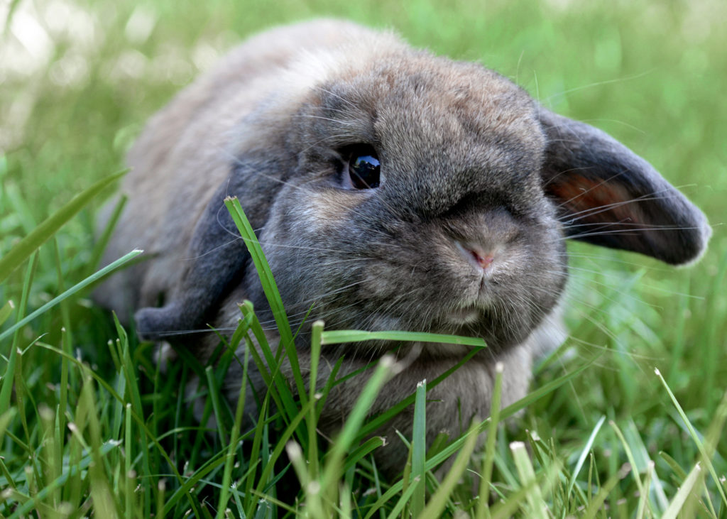 Where Do Rabbits Live Hello Homestead