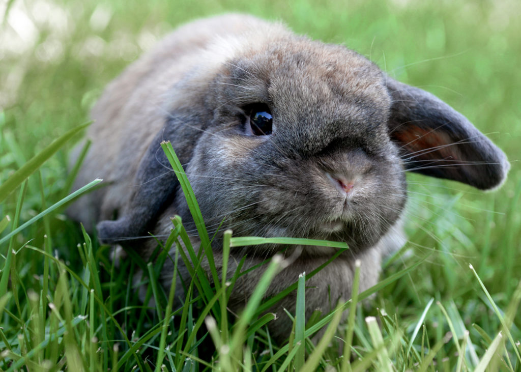 A Beginner S Guide To Rabbit Breeds Hello Homestead