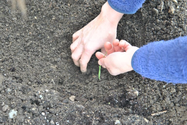 How To Transplant Seedlings Hello Homestead