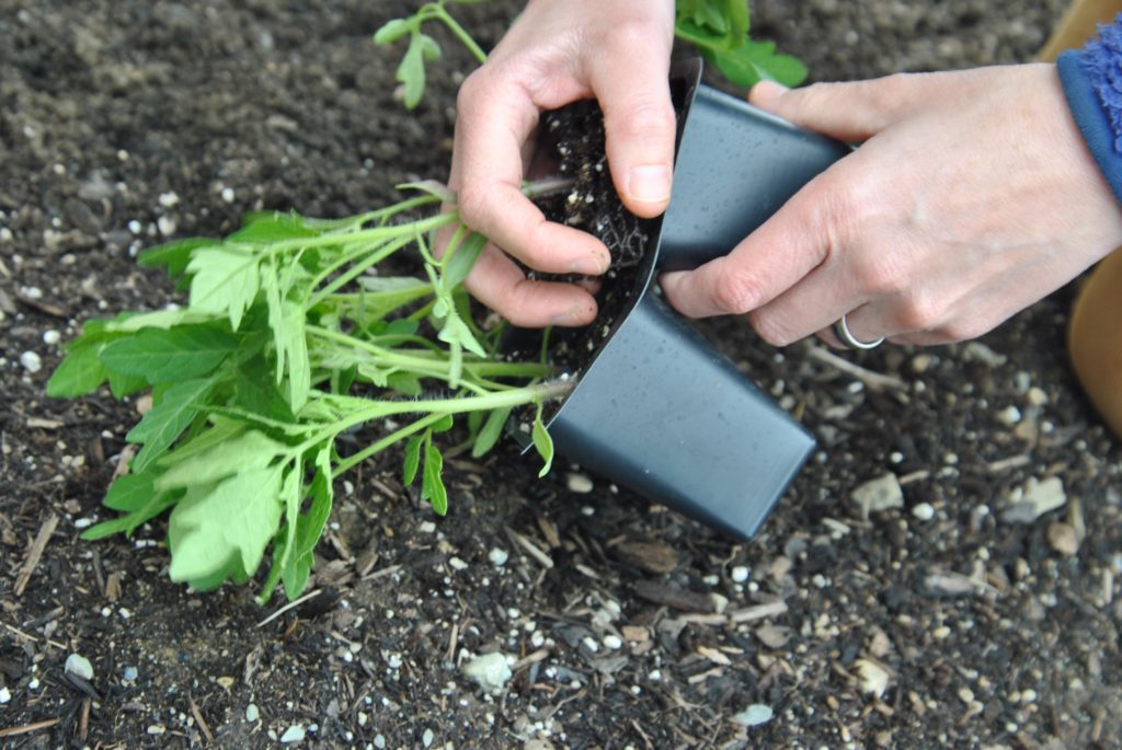 transplant seedlings