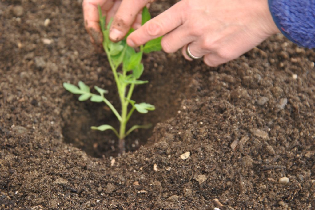 transplant marijuana seedlings