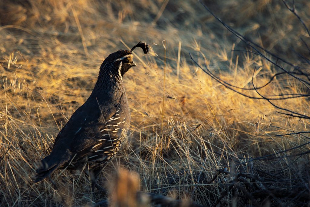 A guide to types of quail | Hello Homestead