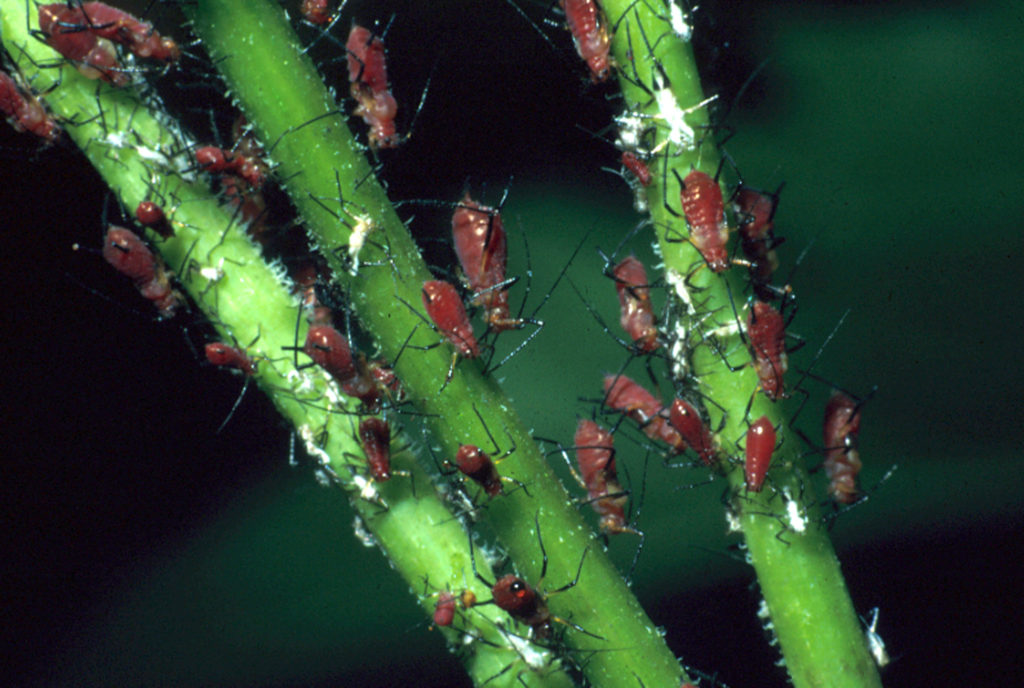 How To Control Aphids On Indoor House Plants