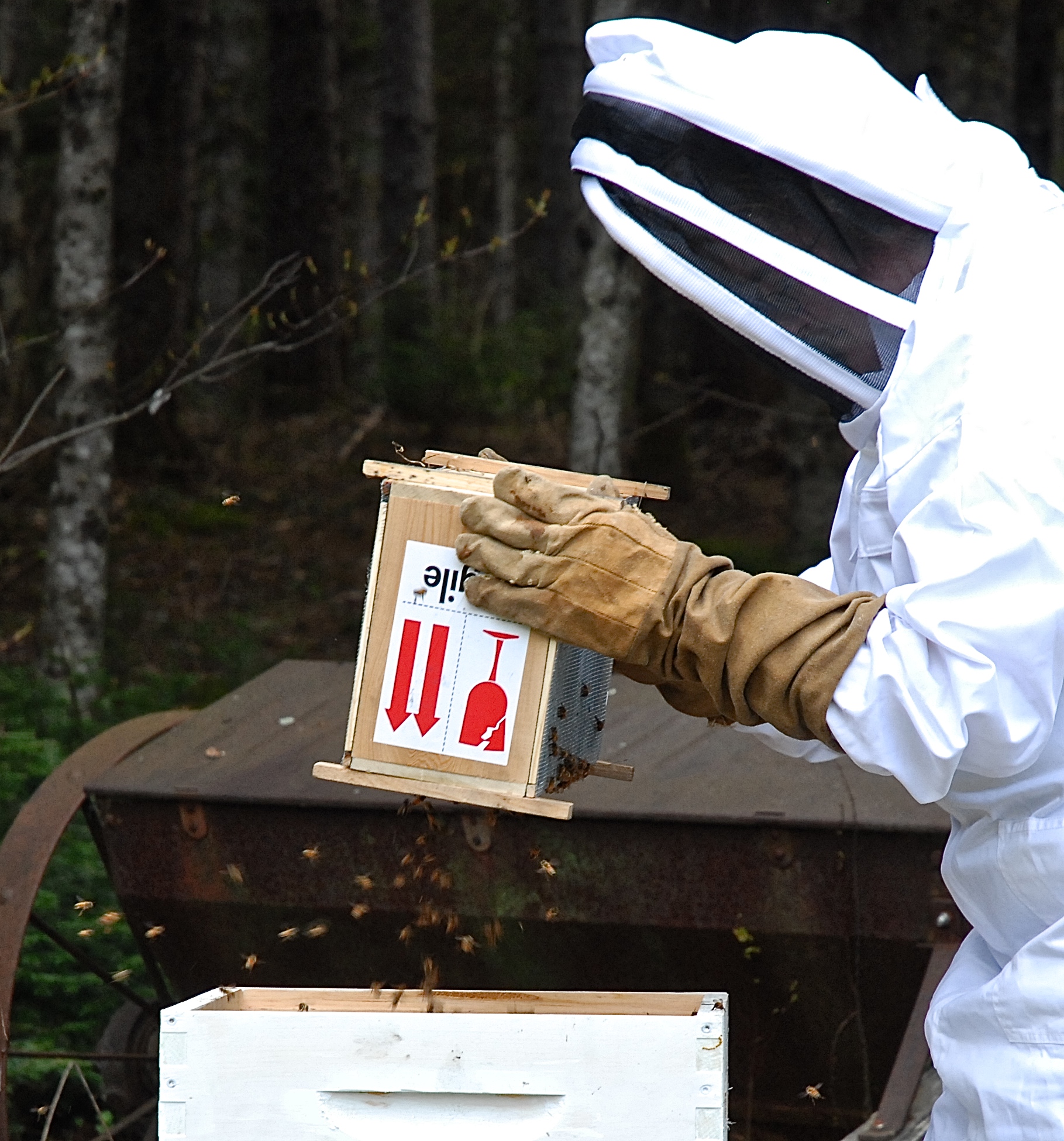 Do Beekeepers Ever Get Stung?