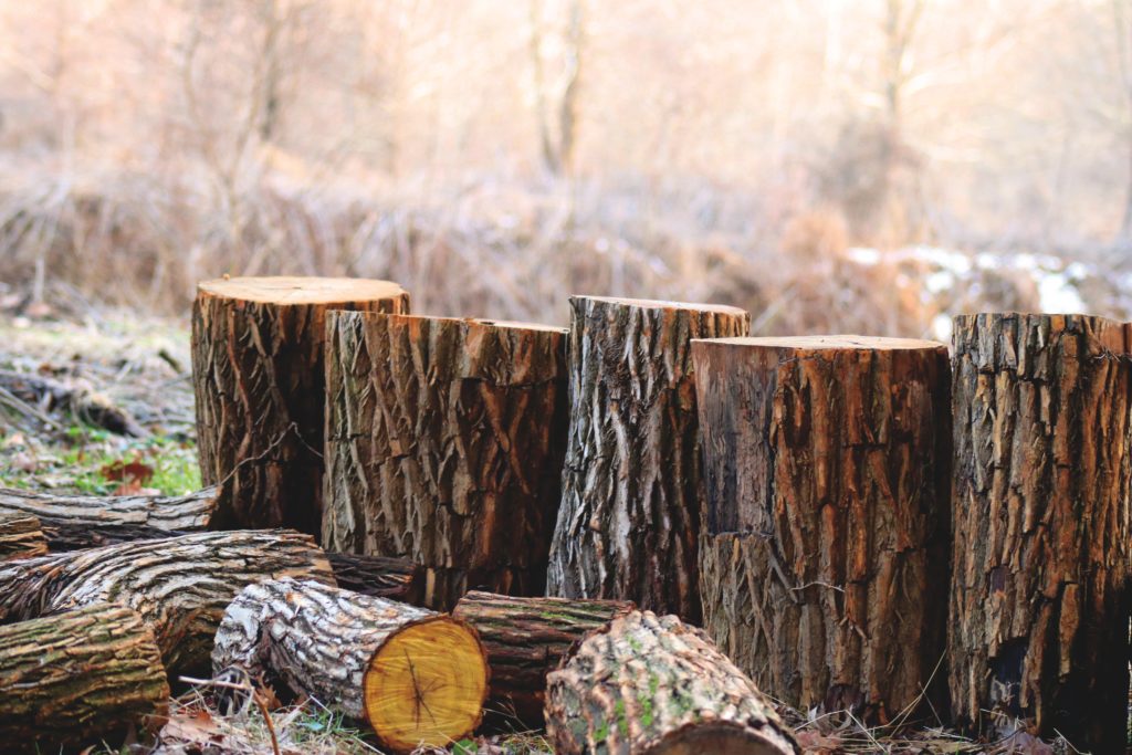 Tips for successful tree felling