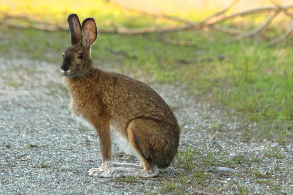 What states do bunnies live in