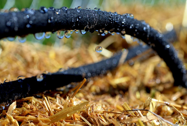 How to cut back on water Hello Homestead