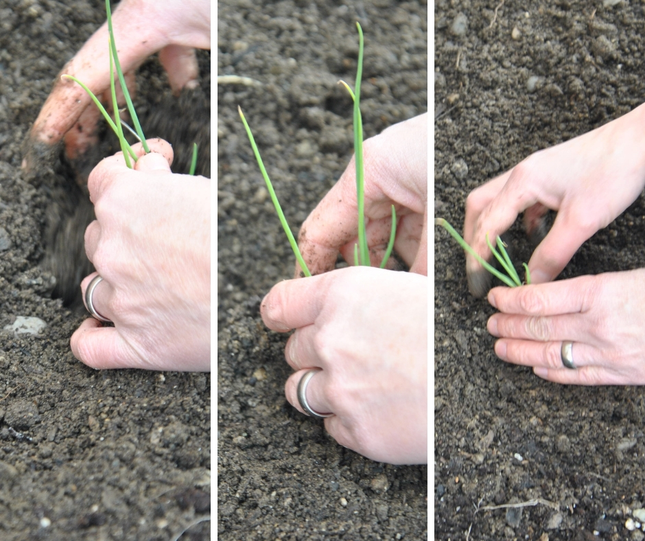 How To Transplant Seedlings Hello Homestead