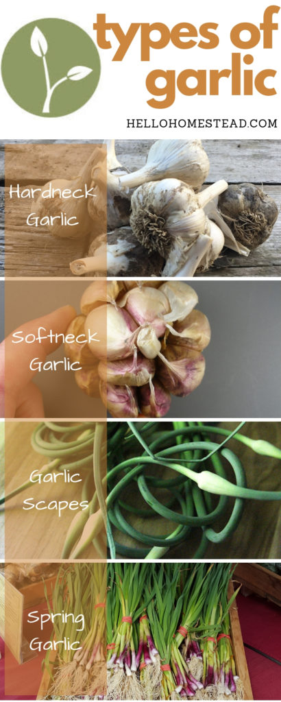 A guide to the different types of garlic