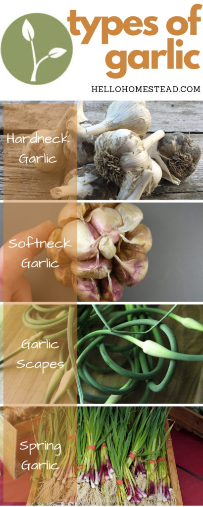 A guide to the different types of garlic | Hello Homestead