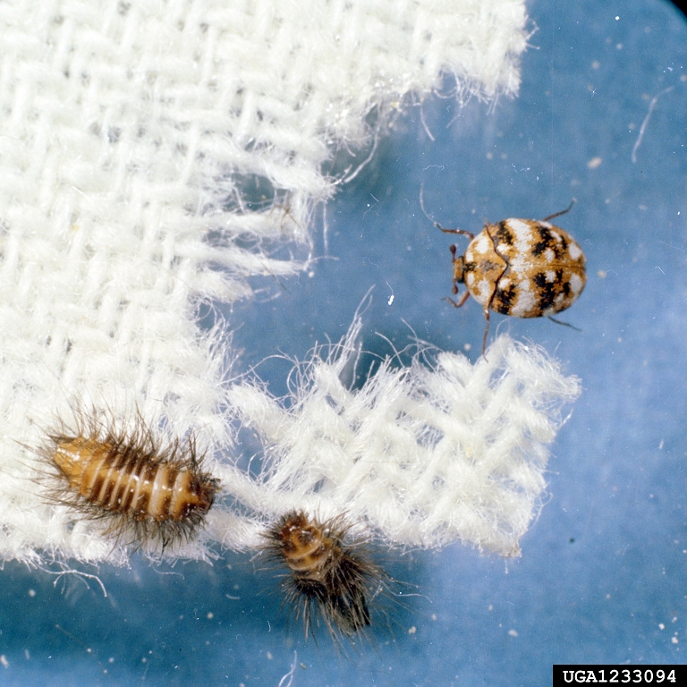 This looks like a carpet beetle to me. I've been finding one at a time for  months. I have absolutely no signs of carpet beetles tho, and I have  checked all of