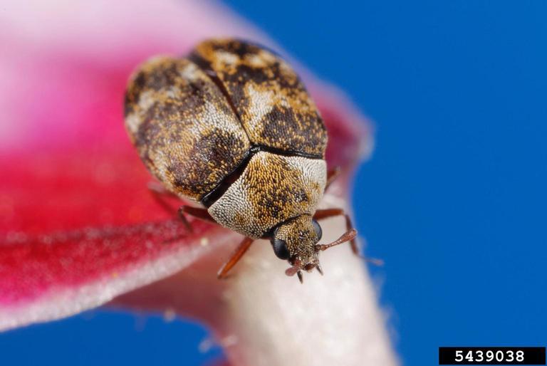 This looks like a carpet beetle to me. I've been finding one at a time for  months. I have absolutely no signs of carpet beetles tho, and I have  checked all of