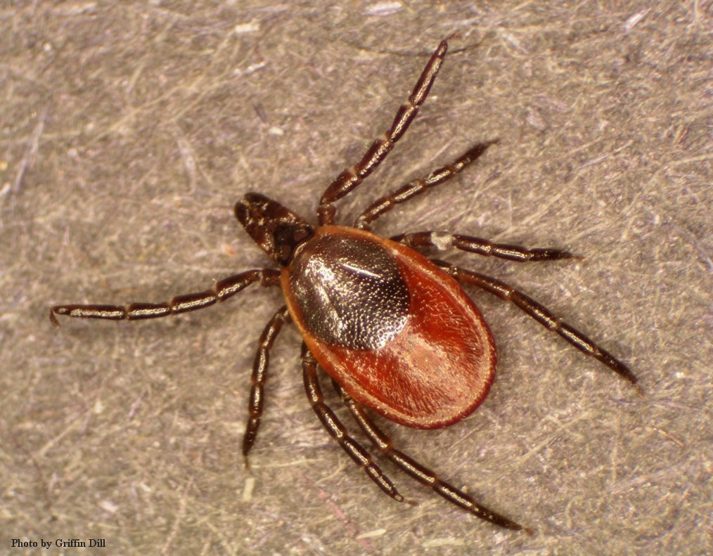 Home remedies to outlet remove ticks