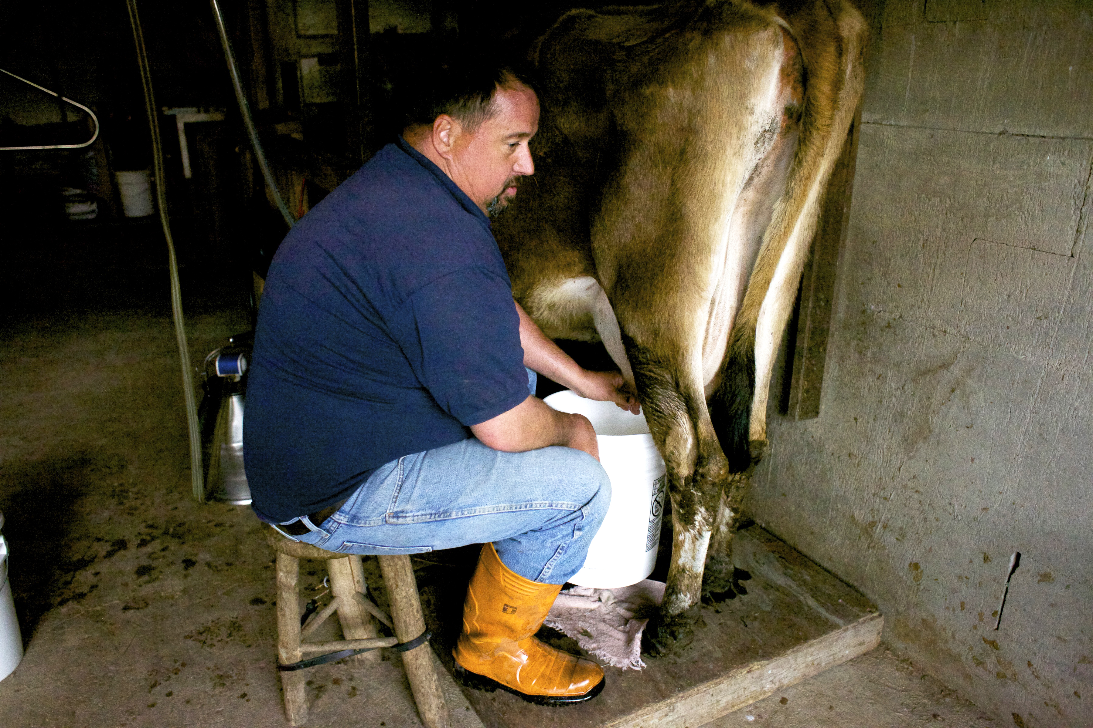 Man dressed as cow gets milked