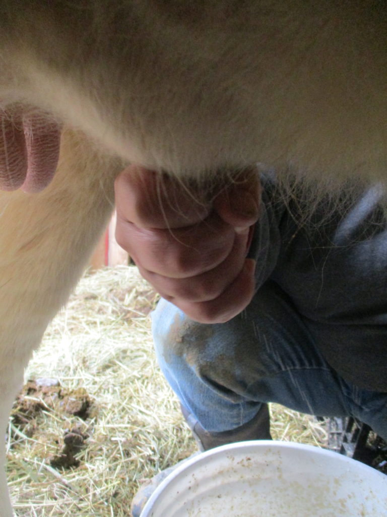 The Heifer Milk Pitcher, Designed To Look Like it Has Cow Udders