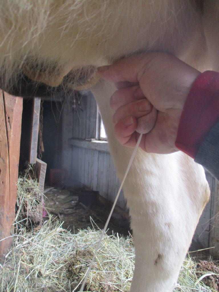 milking cows by hand