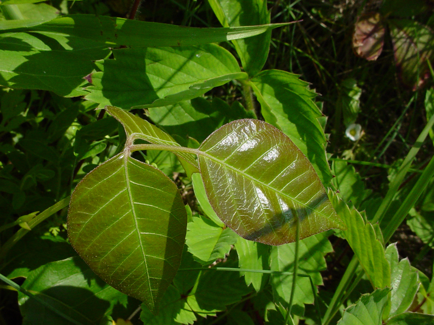 how to identify poison ivy