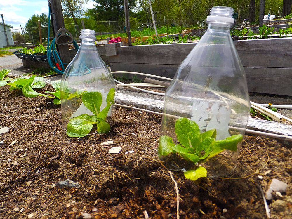 Reuse Old Orchard Juice Containers to Plant Seedlings!