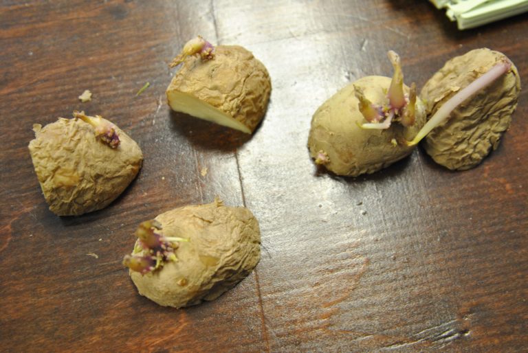 How to plant potatoes Hello Homestead