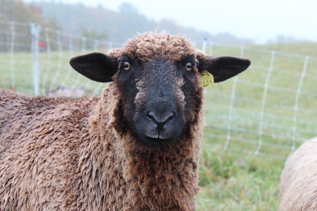 Should you raise sheep on your homestead?